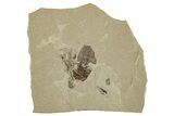 Detailed Fossil Feather and Leaf - Green River Formation, Utah #244675-1